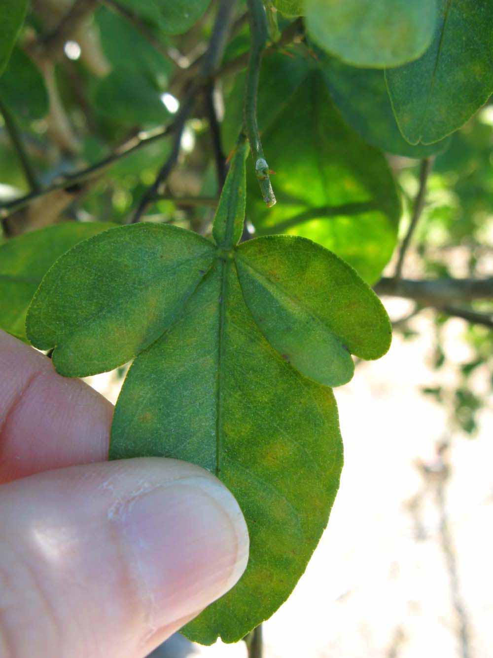            Trifoliolate leaf of  Citrus sinensis      x  Poncirus trifoliata                   (Kuharske, Winter Haven,   FL)   